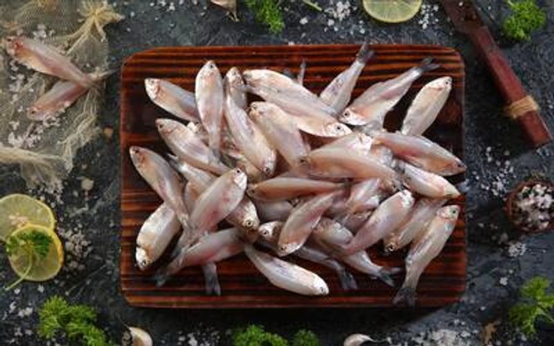 Modka- Silver Fish