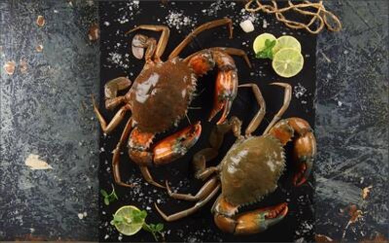 Mud Crab